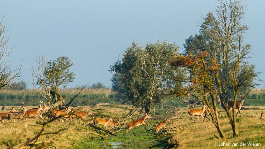 Van deze prachtige dieren worden er vanaf nu meer dan 1800 (!) afgeschoten omdat ze niet zelf dood mogen gaan...