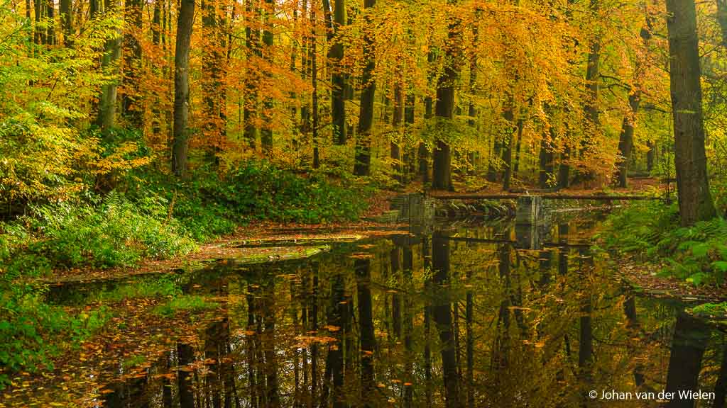 Het waterloopbos: vol ornaat herfstpracht… in tegenstelling tot de camera heeft het water wel een spiegel.