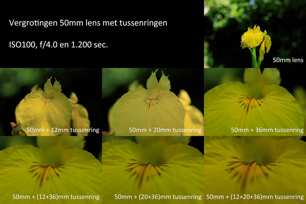 Gele lis gefotografeerd met 50mm lens en verschillende combinaties tussenringen.