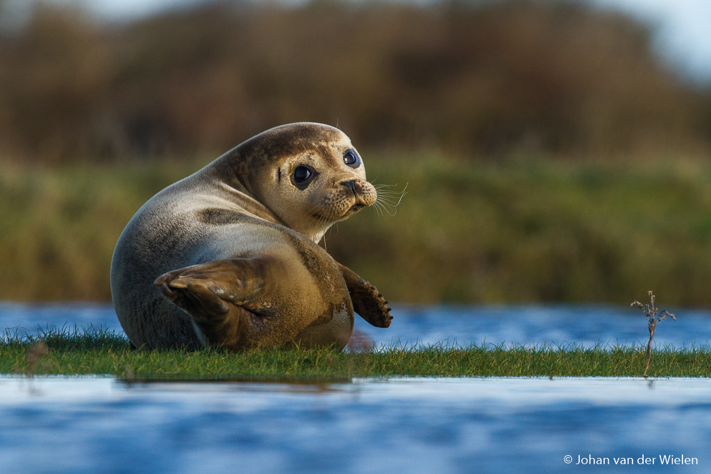 Een zeehond in de kwelder, dat maak je één keer mee. Je kunt toch ook niet verwachten dat je dat ieder bezoek kunt overtreffen?