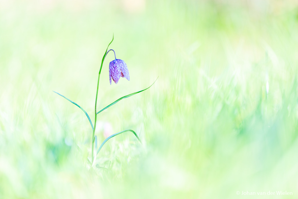 Het eindresultaat: iets overbelicht t.o.v. de vorige foto en een wat koelere witbalans gebruikt. De omgeving is nu licht en sereen (staat nog steeds in de volle zon) terwijl de kievitsbloem mooi egaal belicht is zonder harde schaduwen.