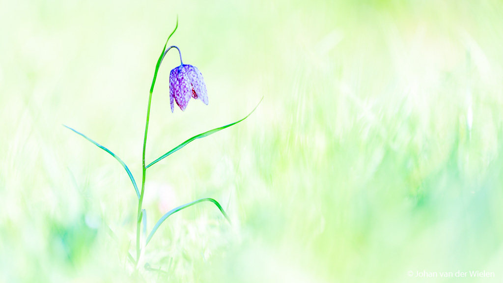 De witte paraplu:onmisbaar bij - Johan van der Wielen ~ Nature