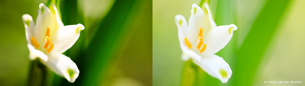 Lenteklokje. Zelfde foto (ISO100, f/2.8) met (rechts, 1/80) en zonder (links, 1/400) paraplu gefotografeerd. De rechter foto heeft veel egaler en zachter licht door de schaduw.