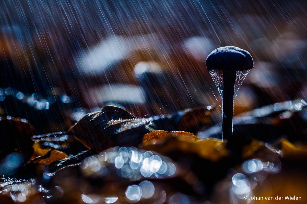 Zo erg is regen niet hoor… vuilniszak mee, paraplu boven je hoofd en genieten van het verder volledig lege bos 😉