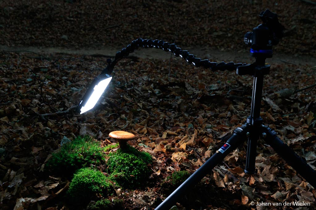 Paddenstoel verlicht met een kleine LED panel van Godox (LINK) die je met een flexibele arm van Wimberley (LINK) in alle richtingen boven, onder, links, rechts of achter je paddenstoel kan plaatsen. Deze LED panel zijn niet in kleur te variëren maar wel in lichtsterkte.
