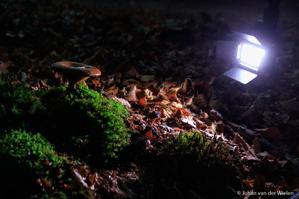 Een prachtig lampje voor dit soort fotografie, de Litra. Regelbaar in kleurtemperatuur en aantal lumens! Zeker de barndoors erbij bestellen om flare te voorkomen.