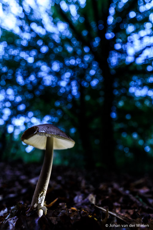 Zijlicht met een Litra lamp en tegelijk een koele witbalans… wat je niet allemaal kunt doen met een simpel lampje