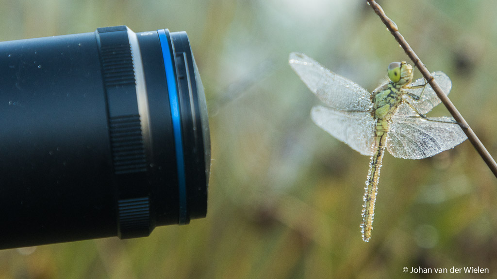 Venus Optics Laowa 25mm f/2.8 2.5-5x Ultra Macro Lens Review