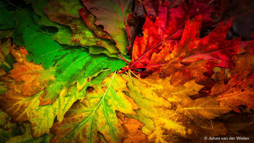 Korte fototip #13:palet van herfstbladeren