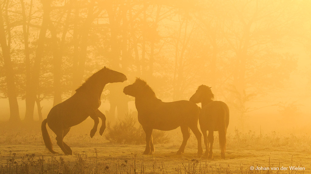 Korte fototip #18:goud geel ochtendlicht