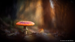 Creatieve 'vintage' herfst sfeerfotografie