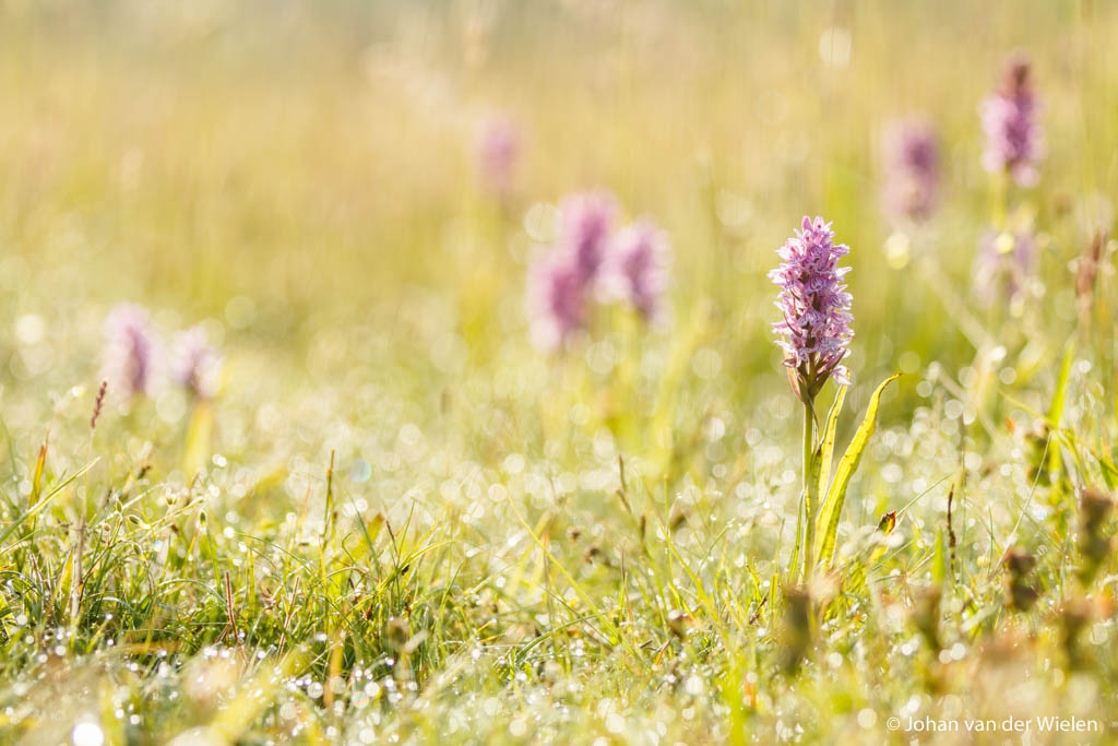 ~ Verborgen geheimen ~ 3 dagen Schiermonnikoog