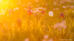 ~ kievitsbloemen avondlicht ~ workshop macrofotografie