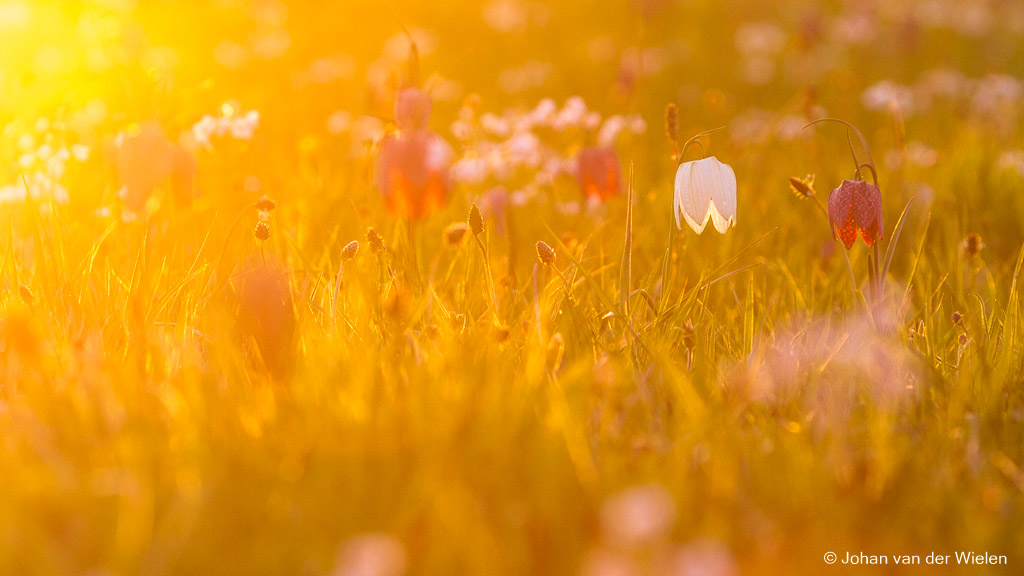 ~ kievitsbloemen avondlicht ~ workshop macrofotografie